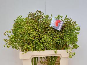 10x Rosa autumn flush 60cm