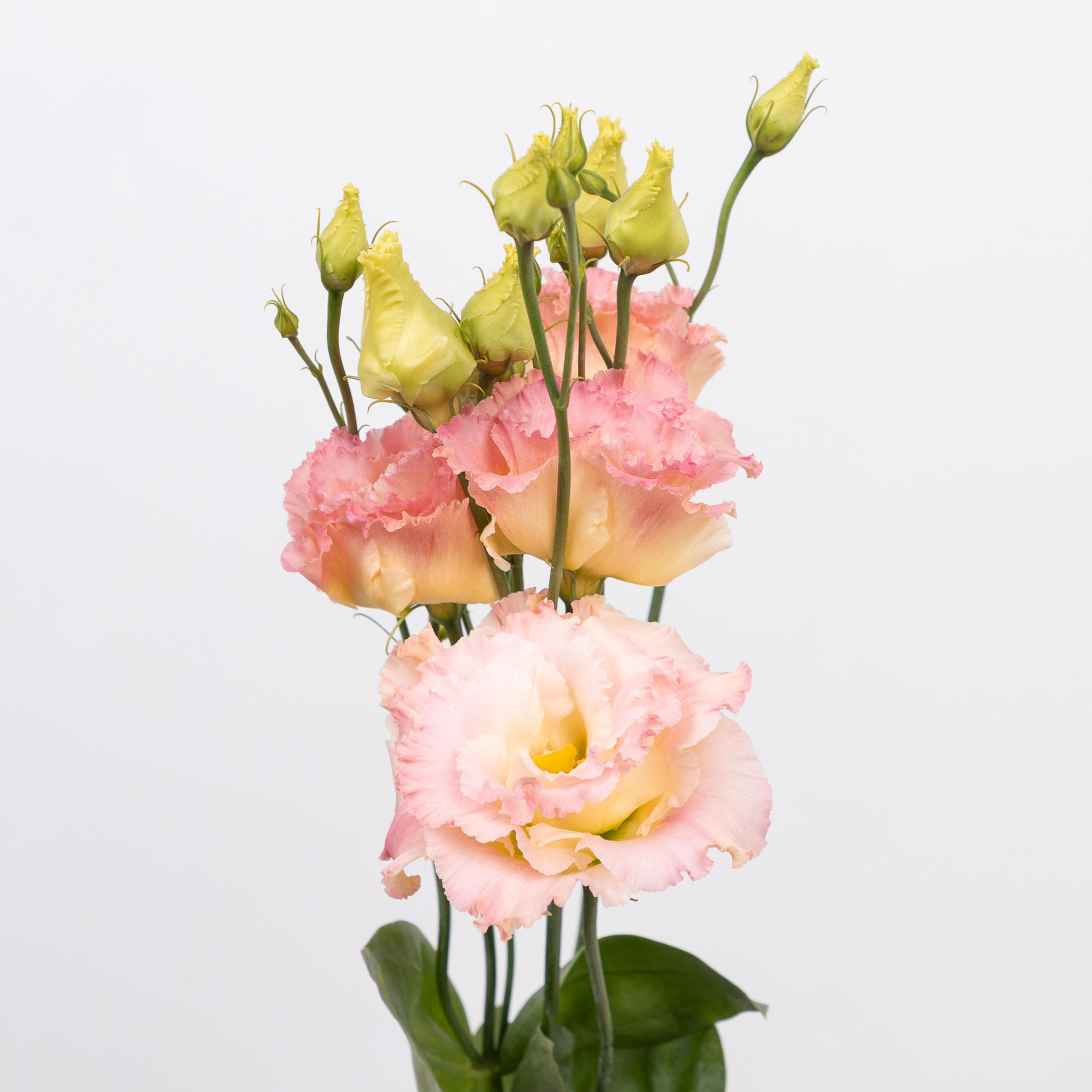 10x Eust.alissa champagne du 70cm