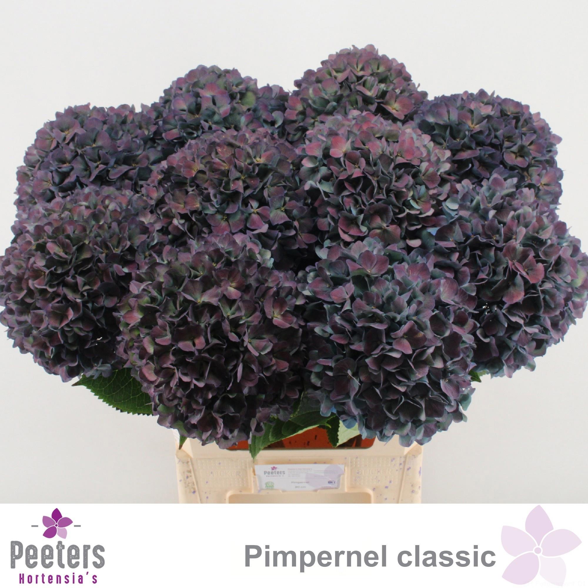 10x Hydr.pimpernel classic 80cm