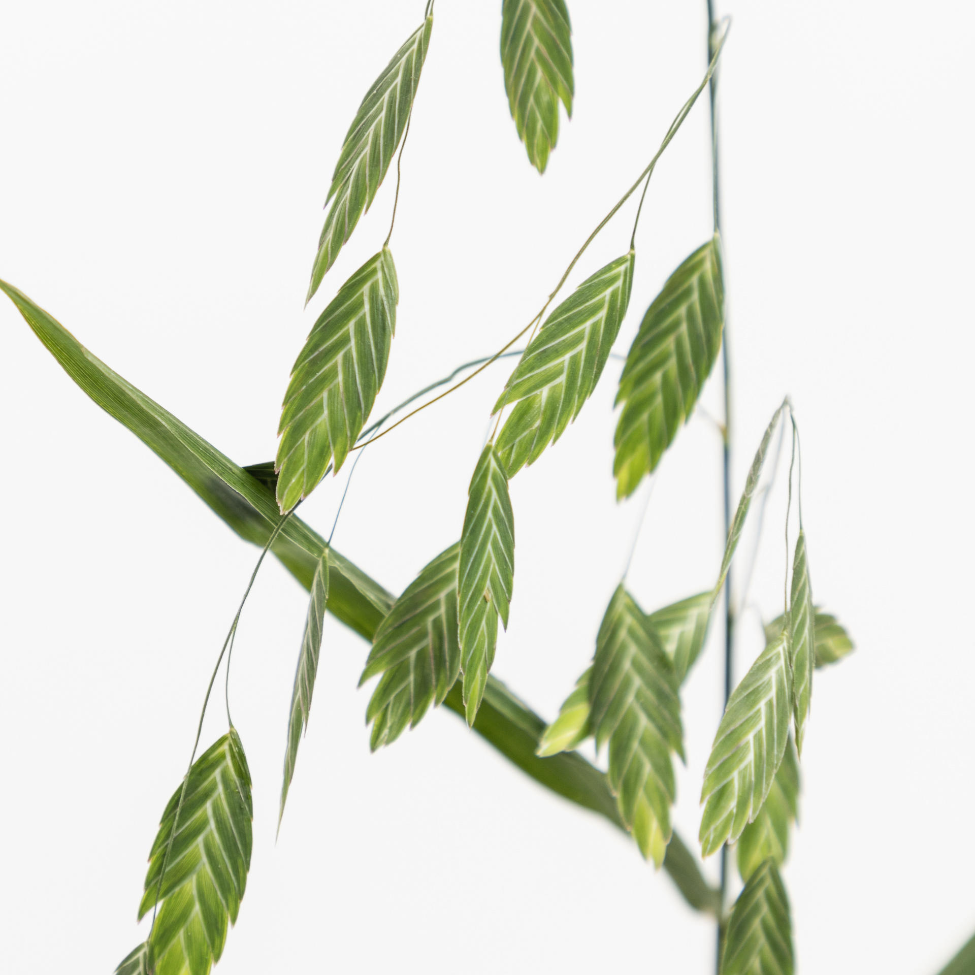 50x Gs chasmanthium latifolium mantis 80cm
