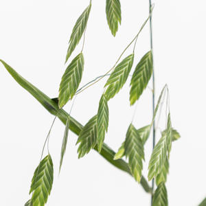 50x Gs chasmanthium latifolium mantis 80cm
