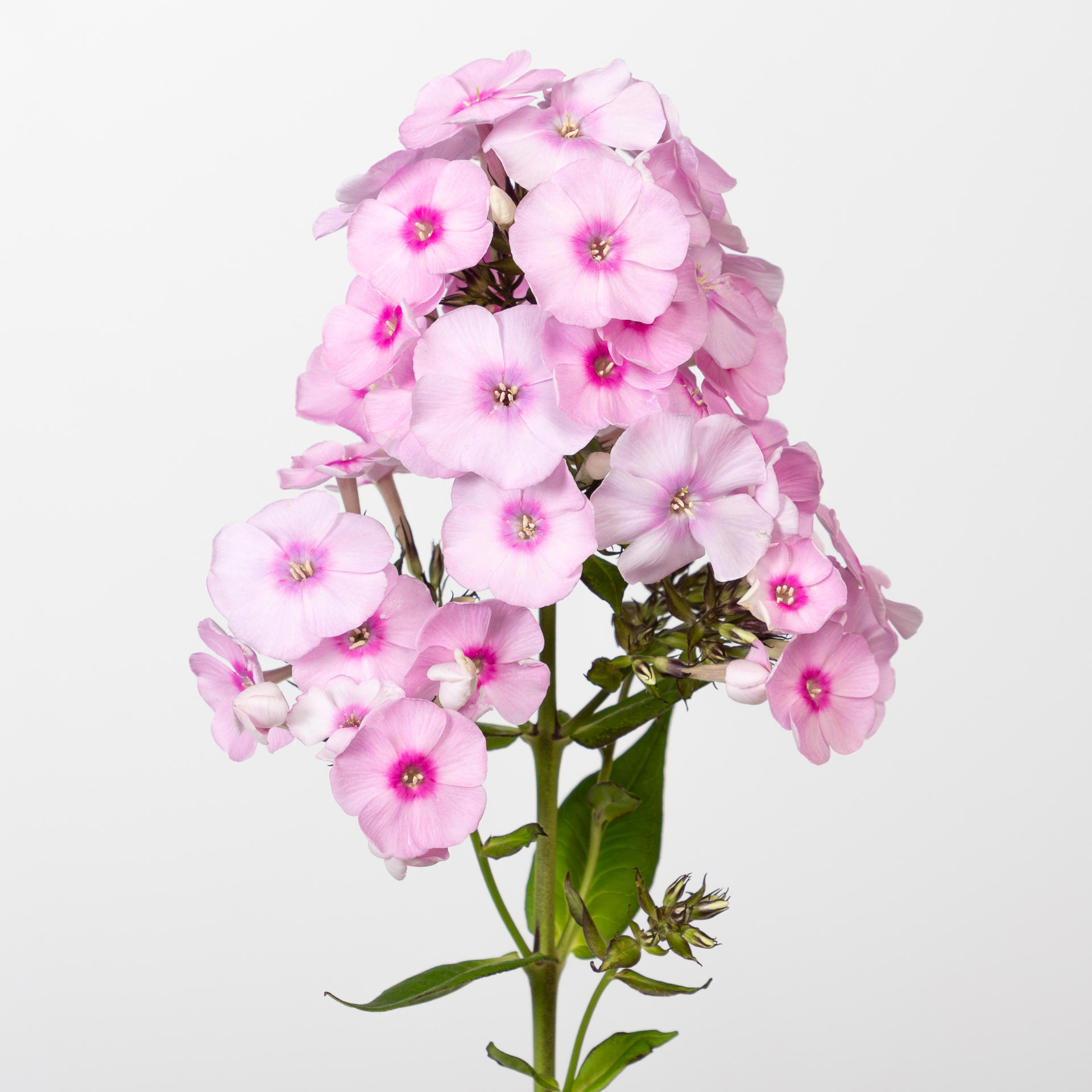 20x Phlox sweet lexy 60cm