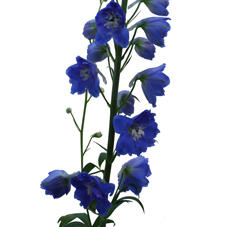 10x Delph.kings blue arrow du 80cm