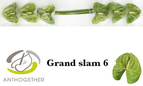 6x Anth.grand slam 10cm