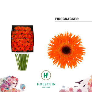 25x Germ.firecracker 70cm