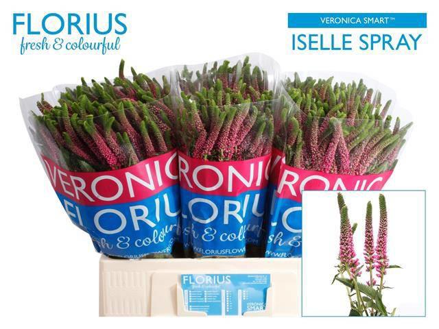 20x Veron.smart iselle 60cm