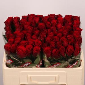 20x Rosa upper class 50cm
