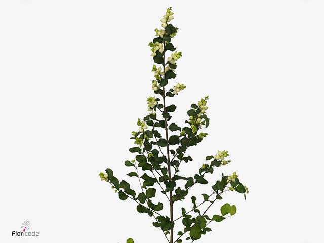 10x Symphor.magical lemon and lime 60cm