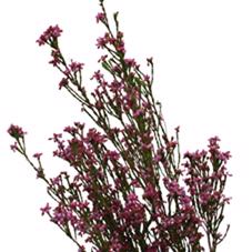 10x Pg erica pink 50cm