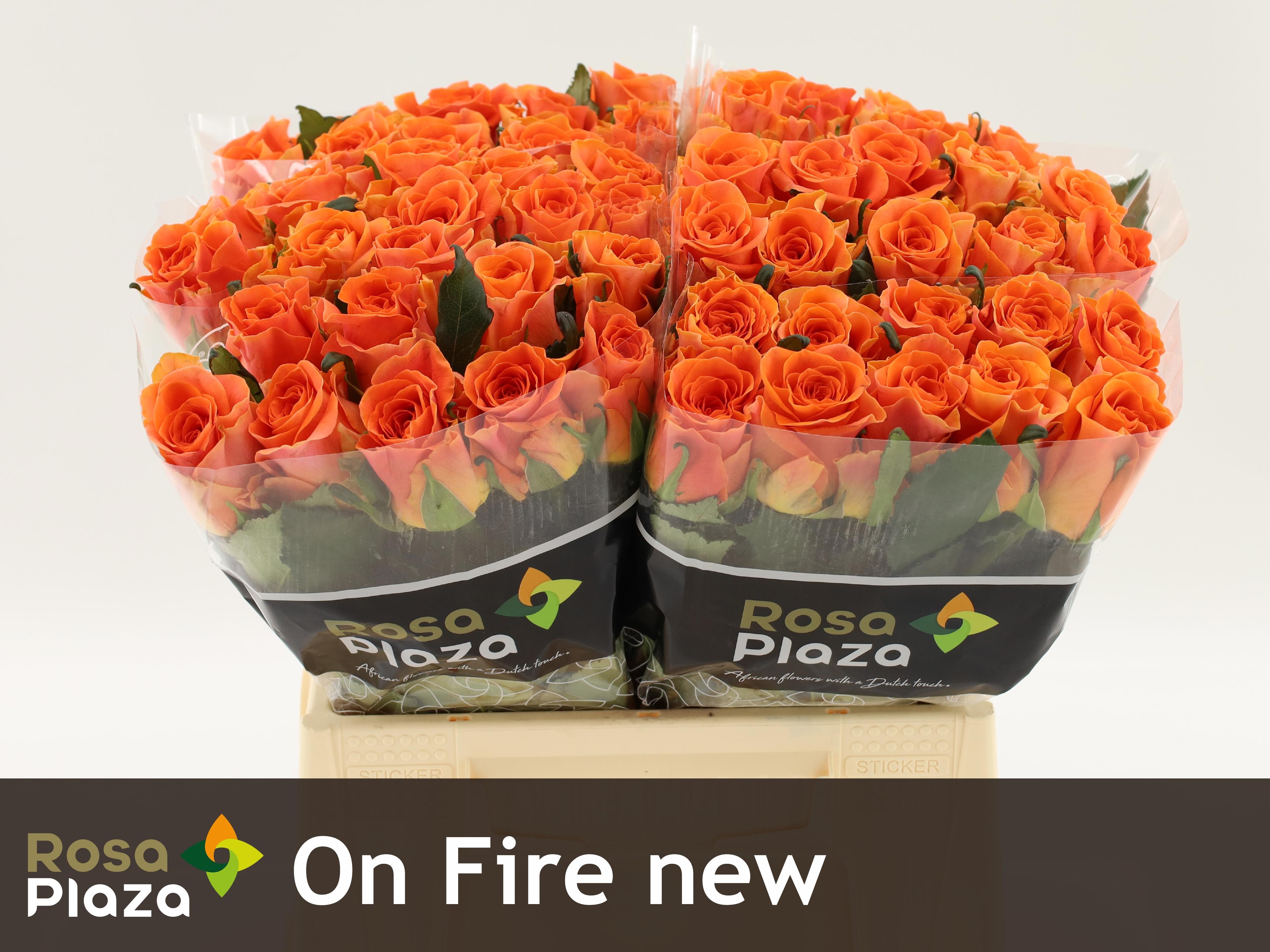 20x Rosa on fire 40cm