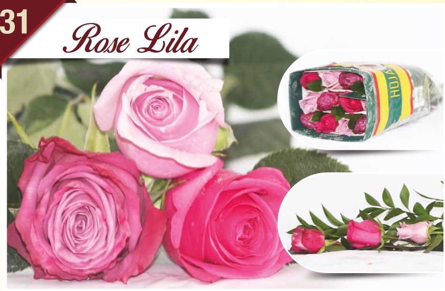 24x Rosa mix/bos hoja verde triett rosa lila 50cm