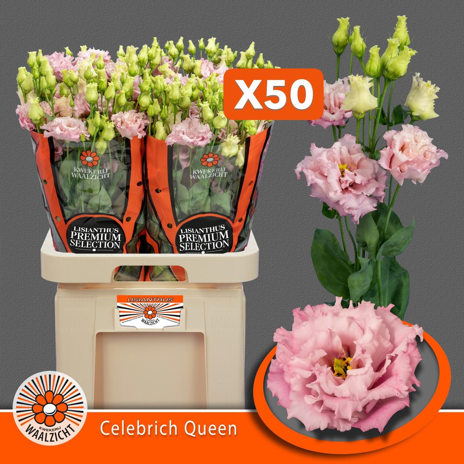 10x Eust.celeb queen du 70cm