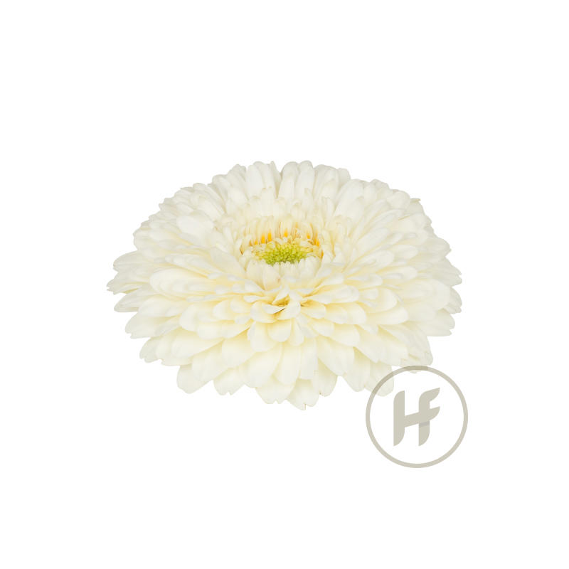 25x Germ.gerponi blanco 70cm