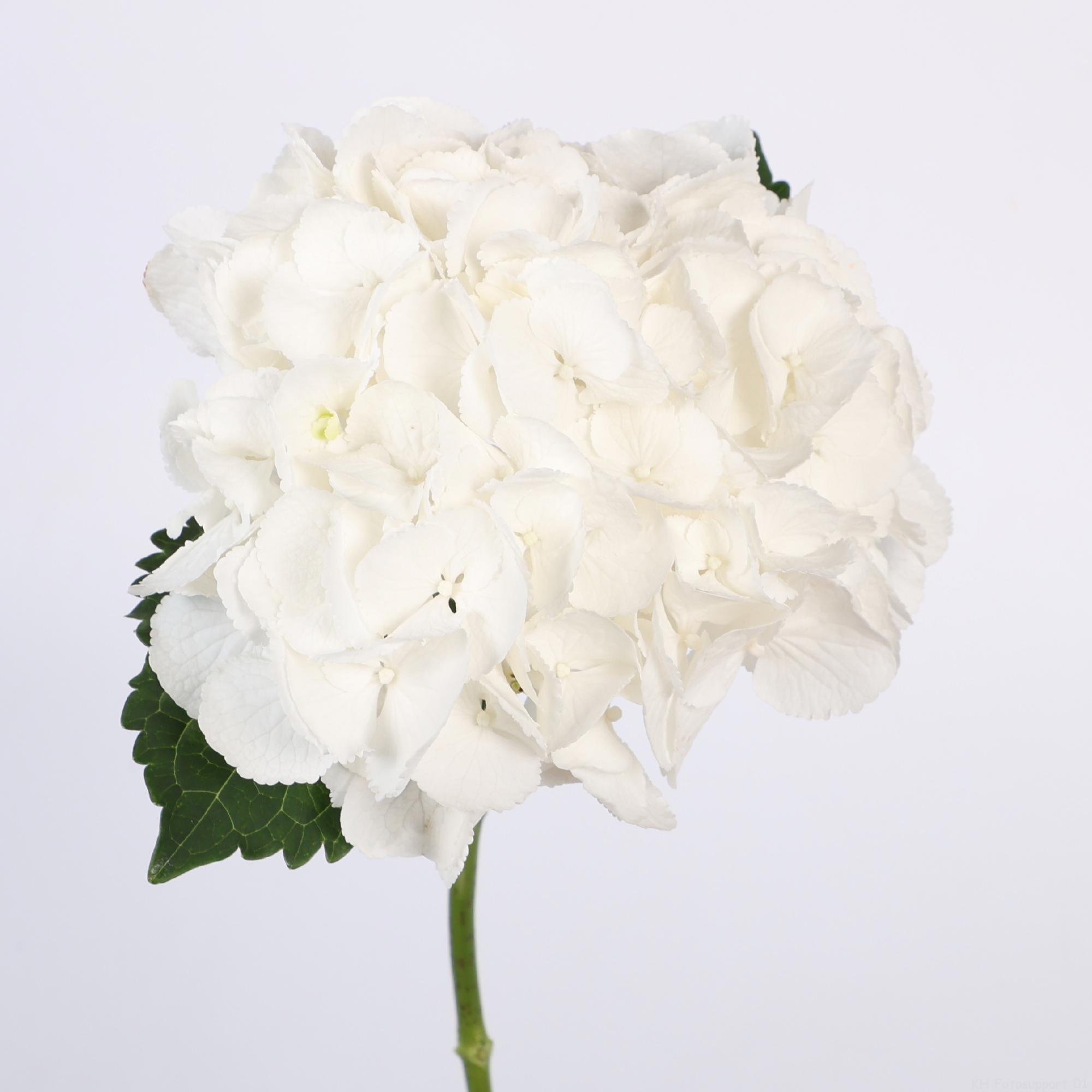 10x Hydr.royal princess 40cm