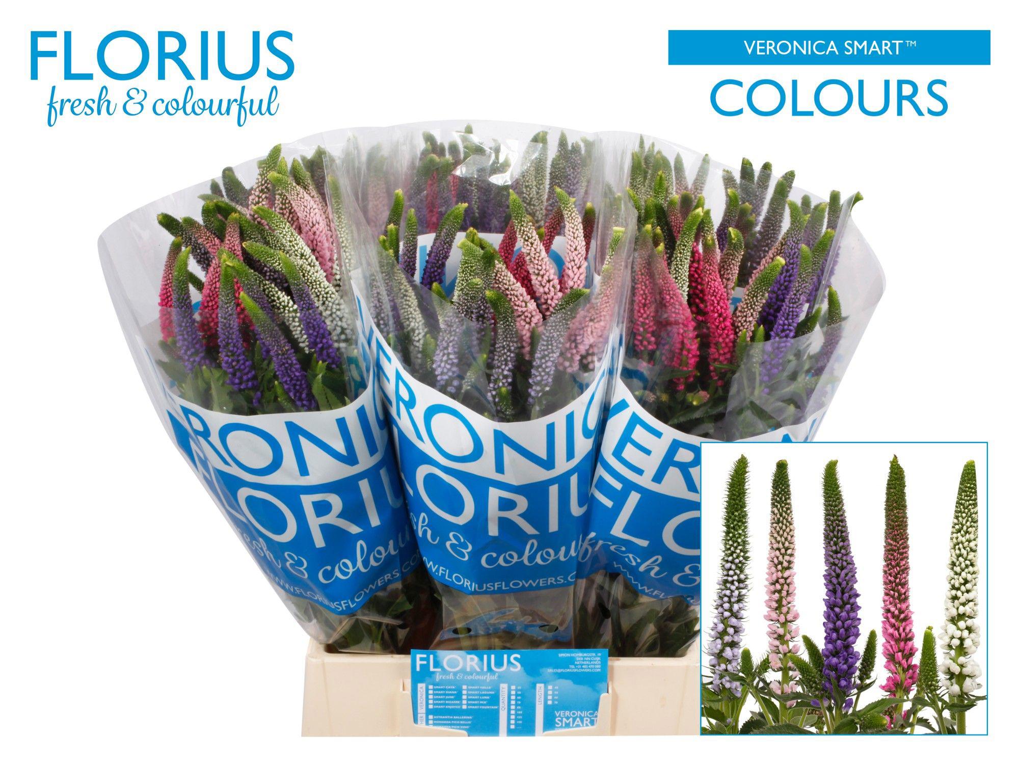 25x Veron.smart colours mix/pak 50cm