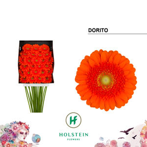 25x Germ.dorito 70cm