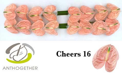 16x Anth.cheers 10cm