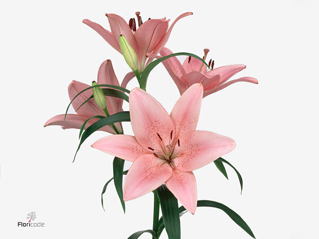 10x Lil. 2 roze 80cm