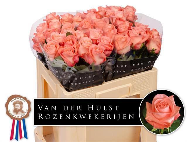10x Rosa big girl 50cm