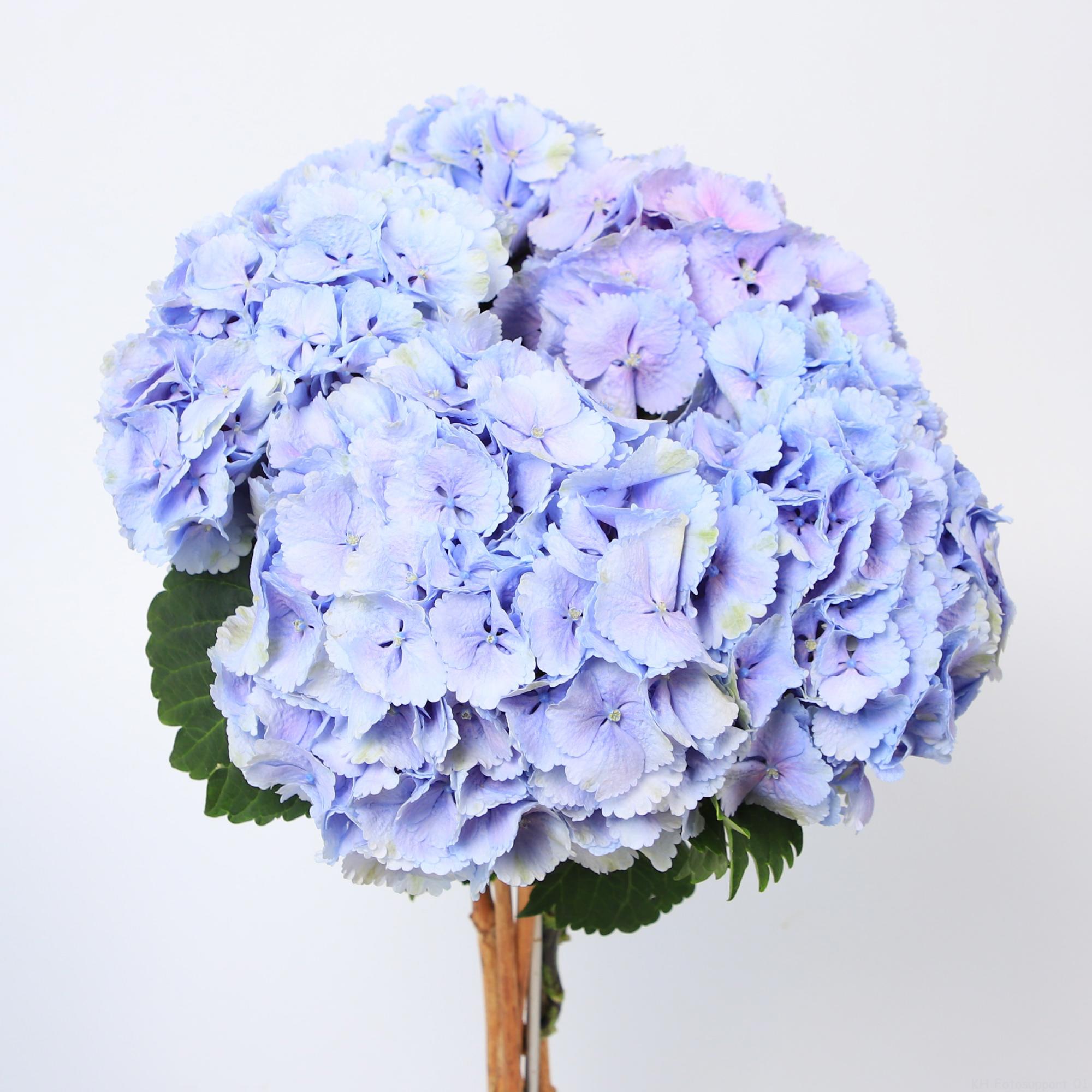 10x Hydr.lolly pop blauw 60cm