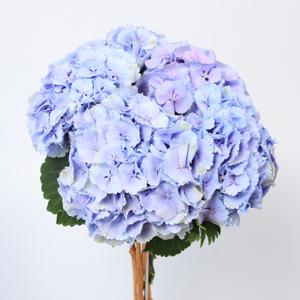 10x Hydr.lolly pop blauw 60cm