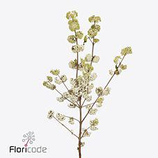 5x Callicarpa magical snowqueen 80cm