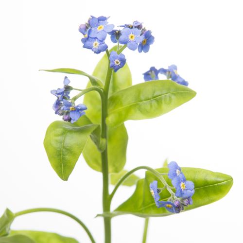 50x Myosotis atlantis 40cm