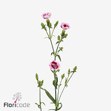 10x Dian.tr.fiorino acuarela 60cm
