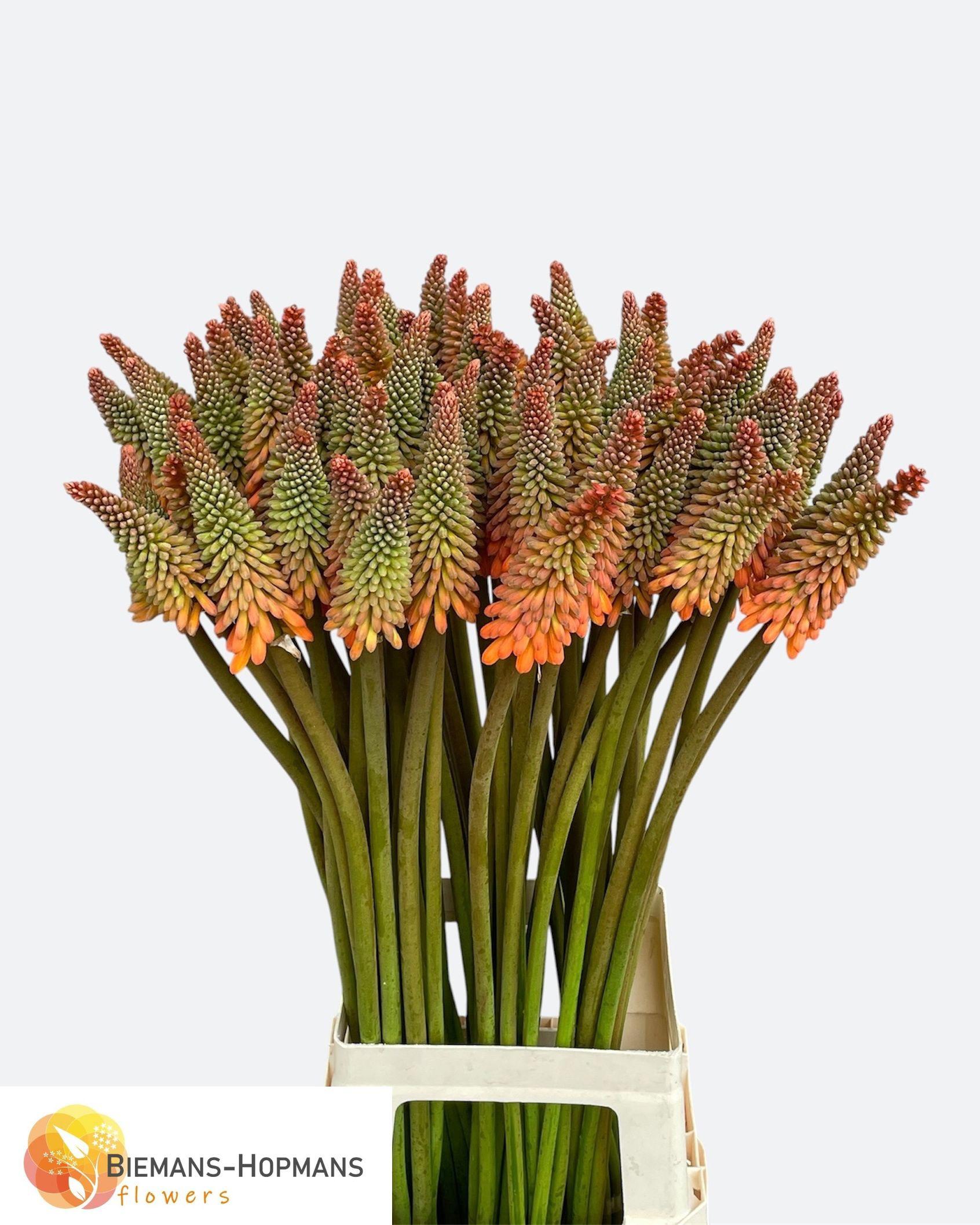 10x Kniphofia alcazar 80cm