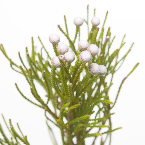 10x Pg brunia nodiflora 50cm