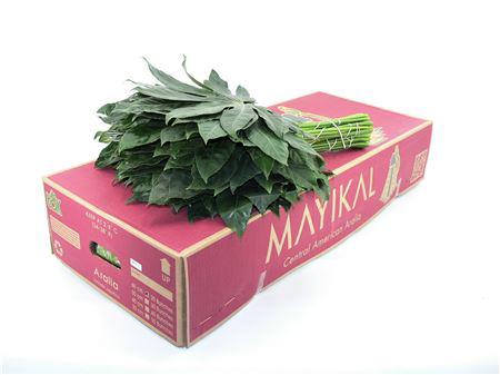 5x Sg aralia super 60cm