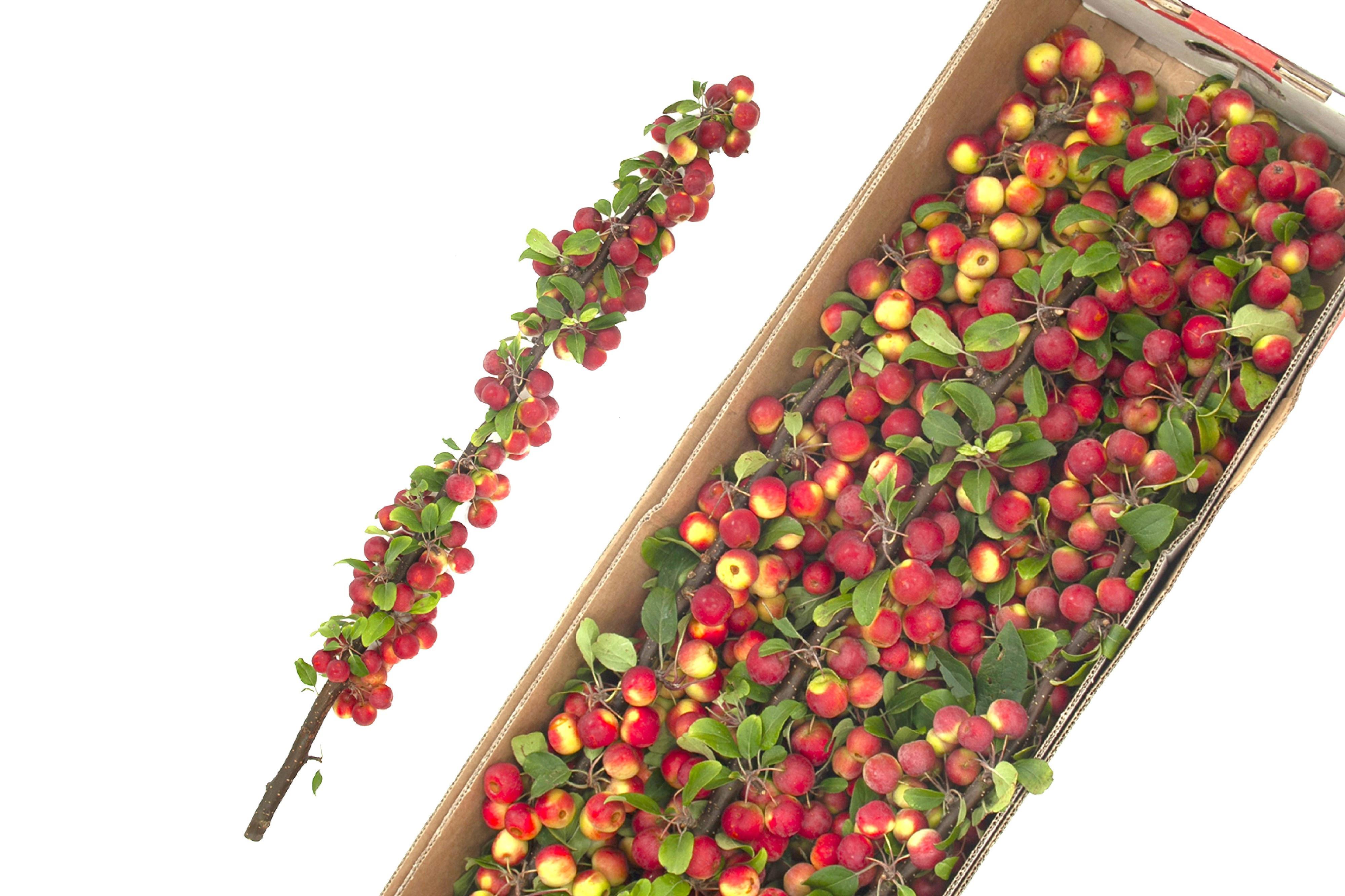 7x Tk appeltak red sentinel 80cm