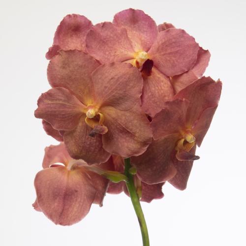 16x Vanda nit.salmon