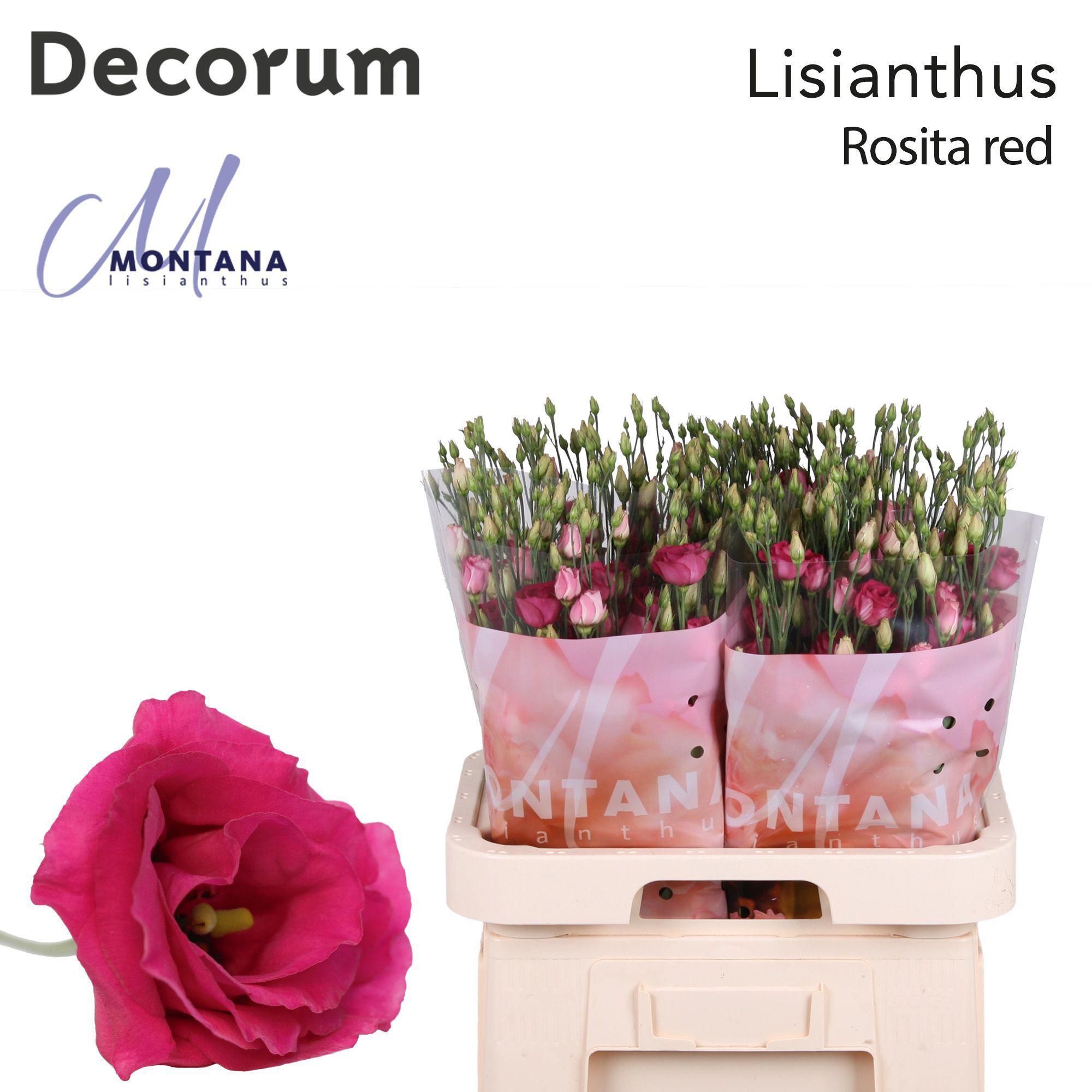 10x Eust.rosita ruby red du 70cm