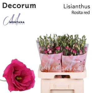 10x Eust.rosita ruby red du 70cm