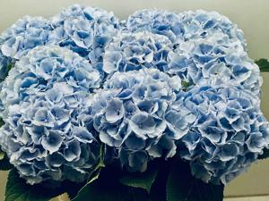 10x Hydr.verena blauw 80cm