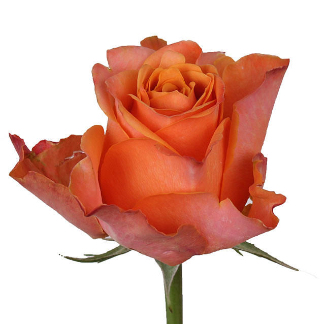 10x Rosa moccachino 80cm