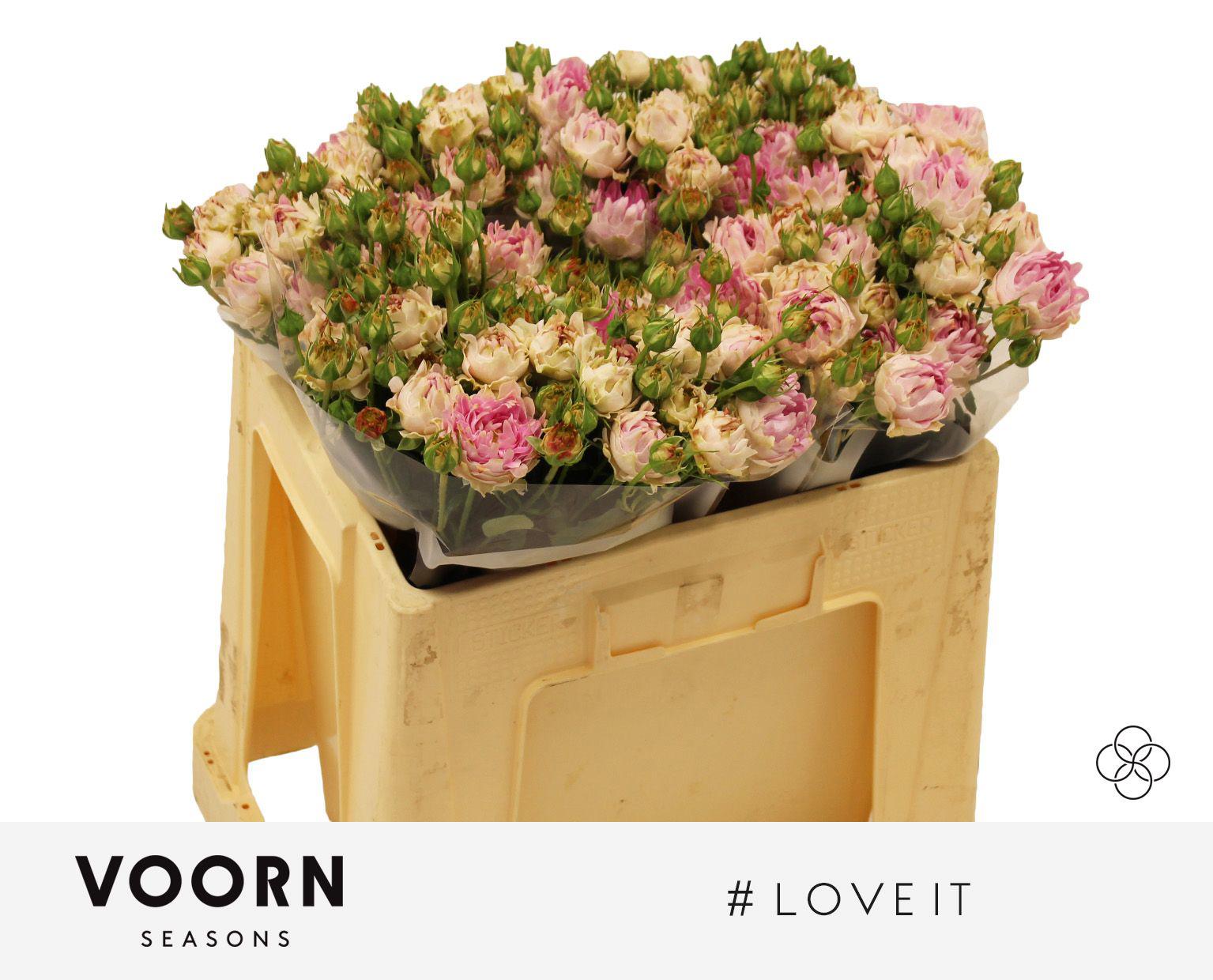 10x Rosa tr. #love it 50cm