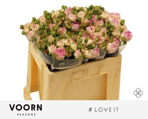 10x Rosa love it 50cm