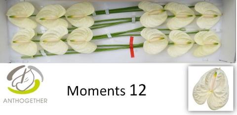 12x Anth.moments