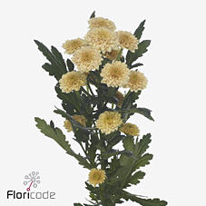 25x Chrysant san.miller apricot 50cm