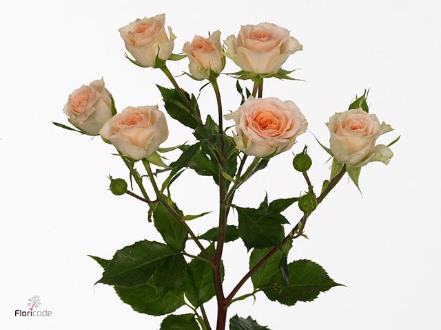10x Rosa rosanella 50cm