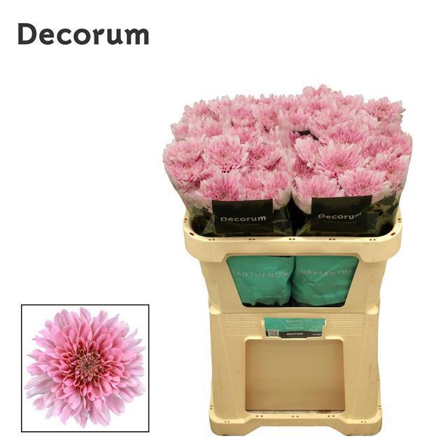 10x Chrysant kalimba 70cm