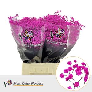 25x Gipskruid xlence hot pink 70cm