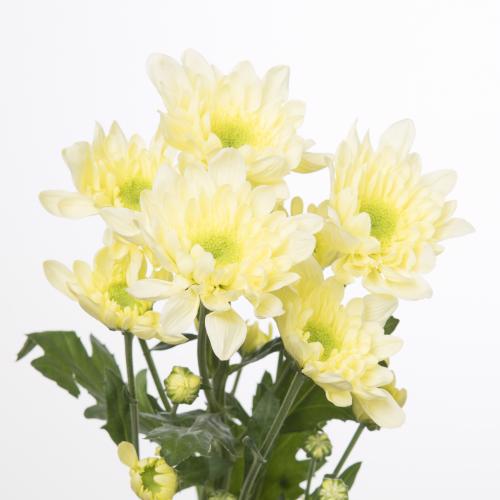 5x Chrysant radost cream 70cm