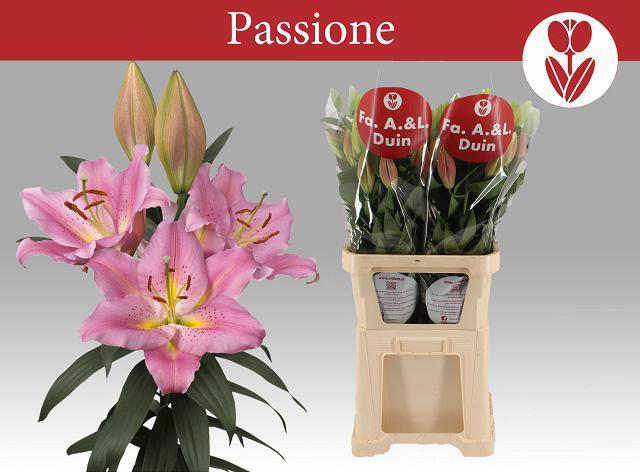 10x Lil.passione 80cm