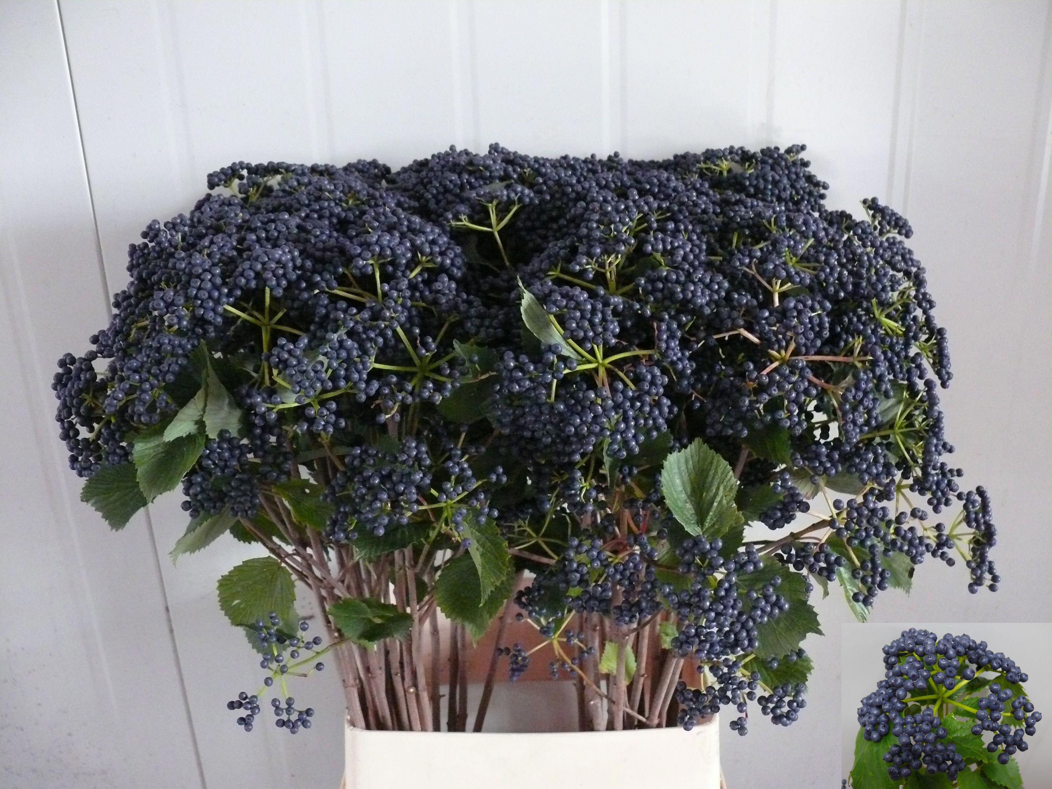 10x Vibur.blueberry hill 80cm