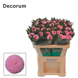 10x Chrysant momoko 70cm