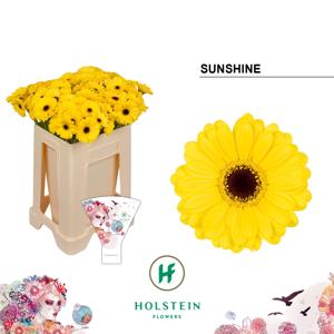 20x Germ.sunshine 50cm
