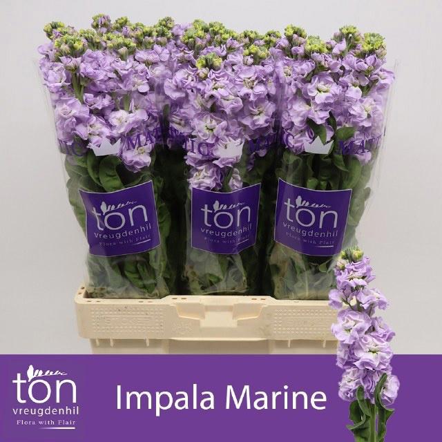 10x Matt.impala marine 50cm